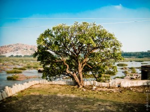 tree of life © Nabil Ghandi
